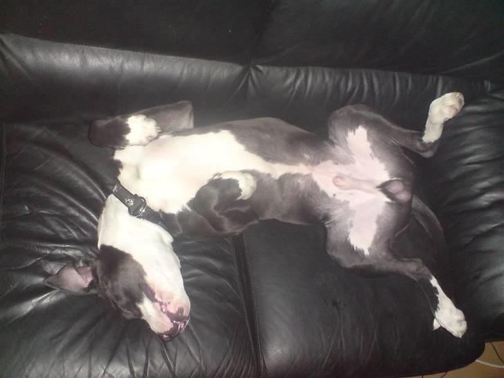 Amerikansk bulldog Zac billede 7