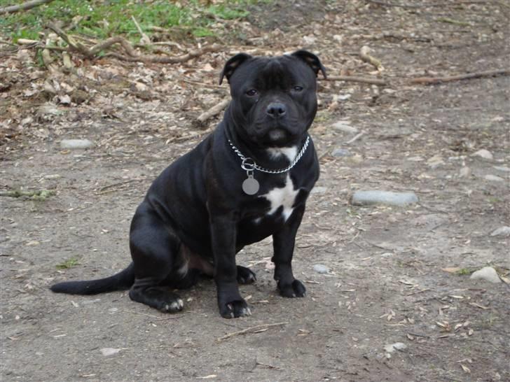 Staffordshire bull terrier Baloo billede 1