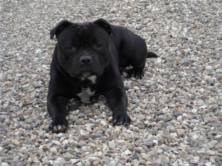 Staffordshire bull terrier Baloo billede 3