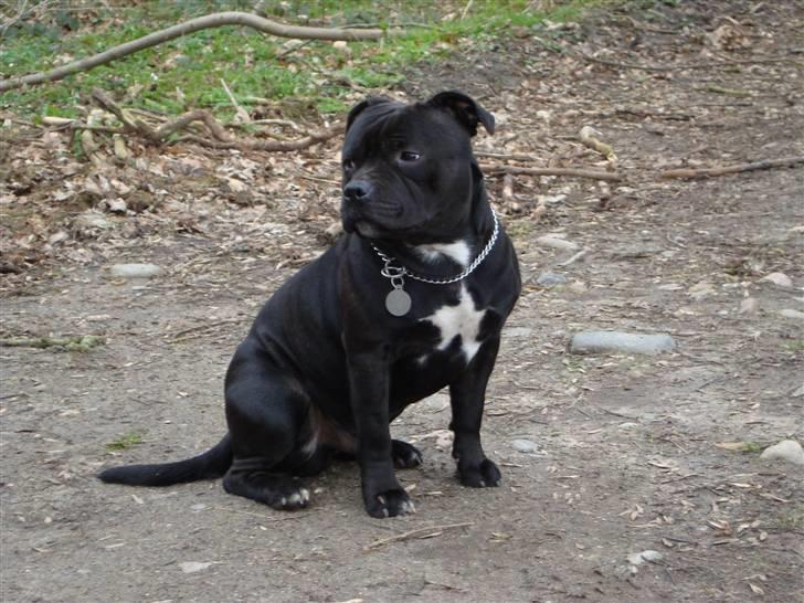 Staffordshire bull terrier Baloo billede 5