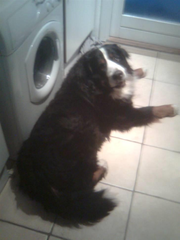 Berner sennenhund Hubert billede 2