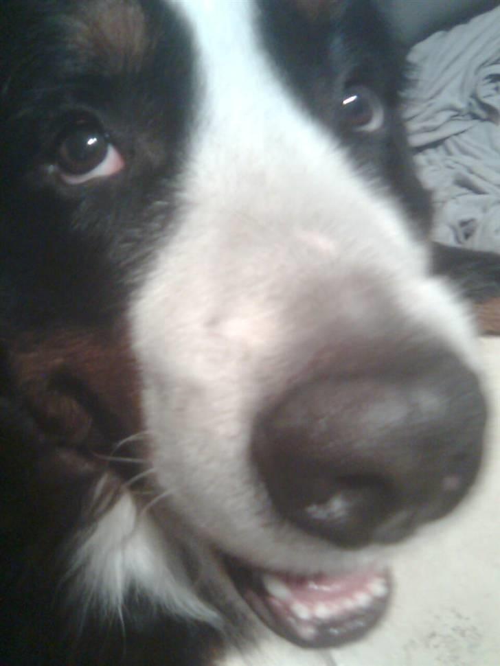 Berner sennenhund Hubert billede 3