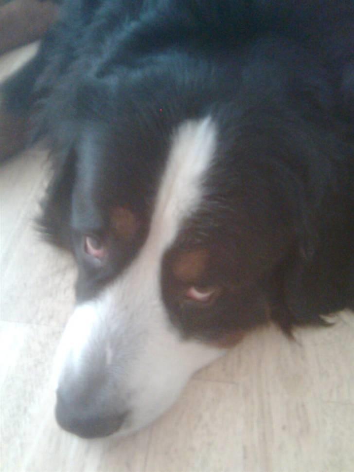 Berner sennenhund Hubert billede 4