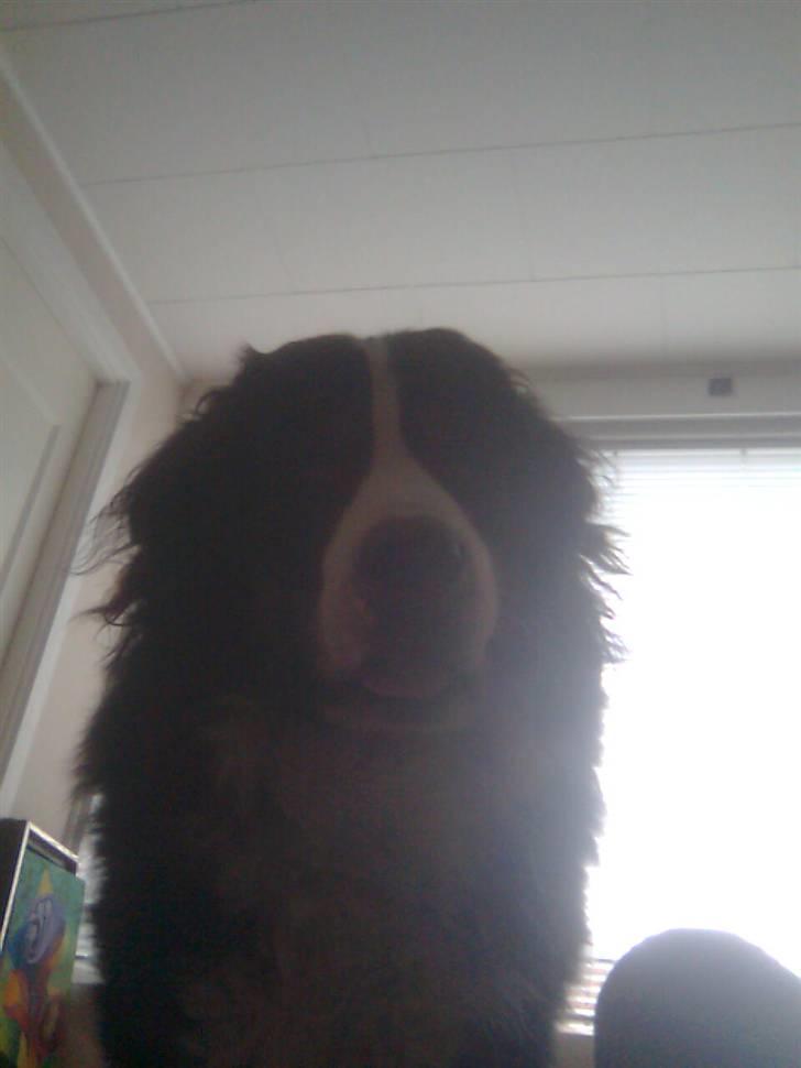 Berner sennenhund Hubert billede 5