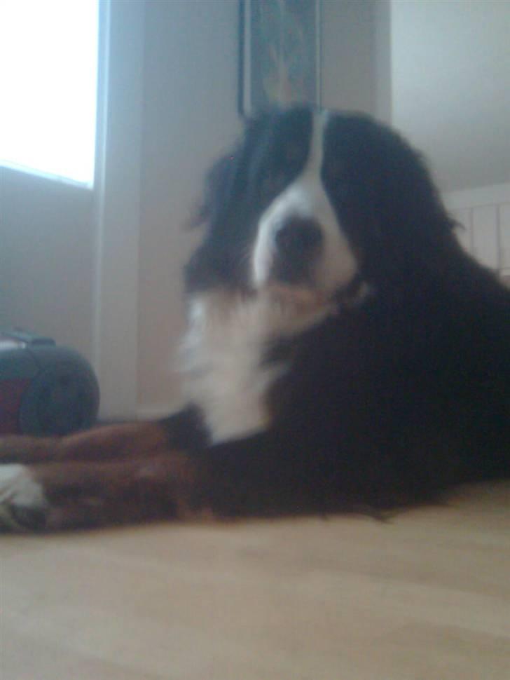 Berner sennenhund Hubert billede 6