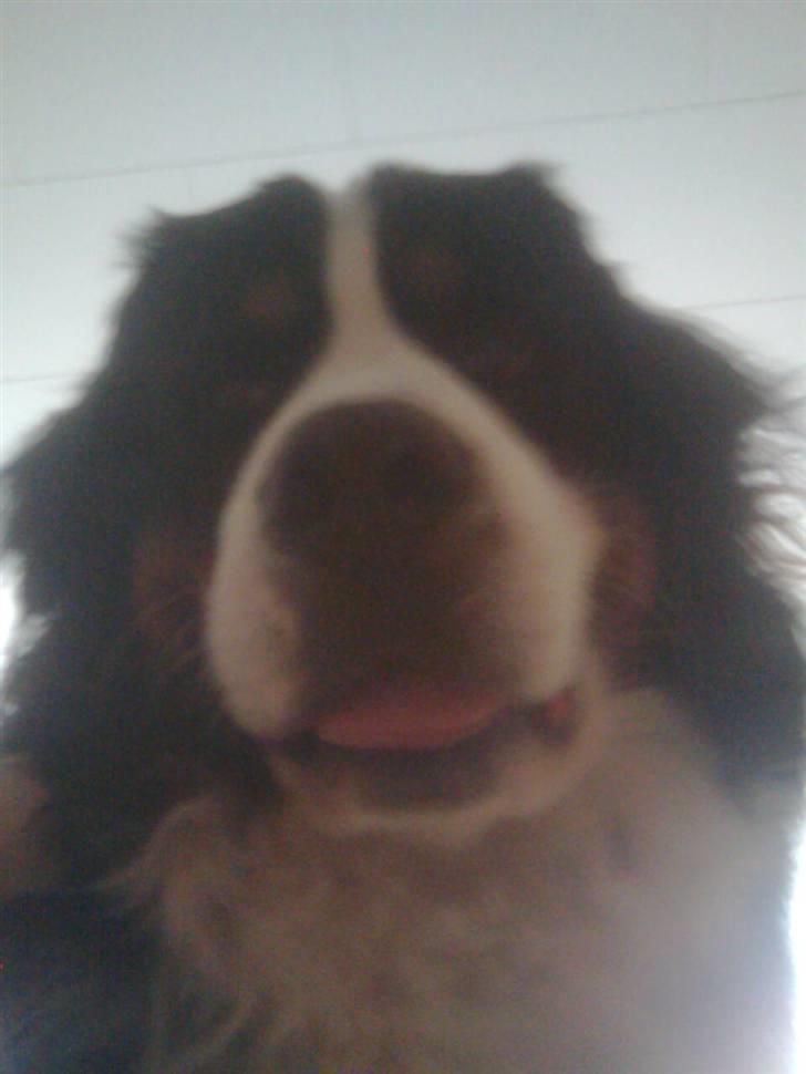 Berner sennenhund Hubert billede 7