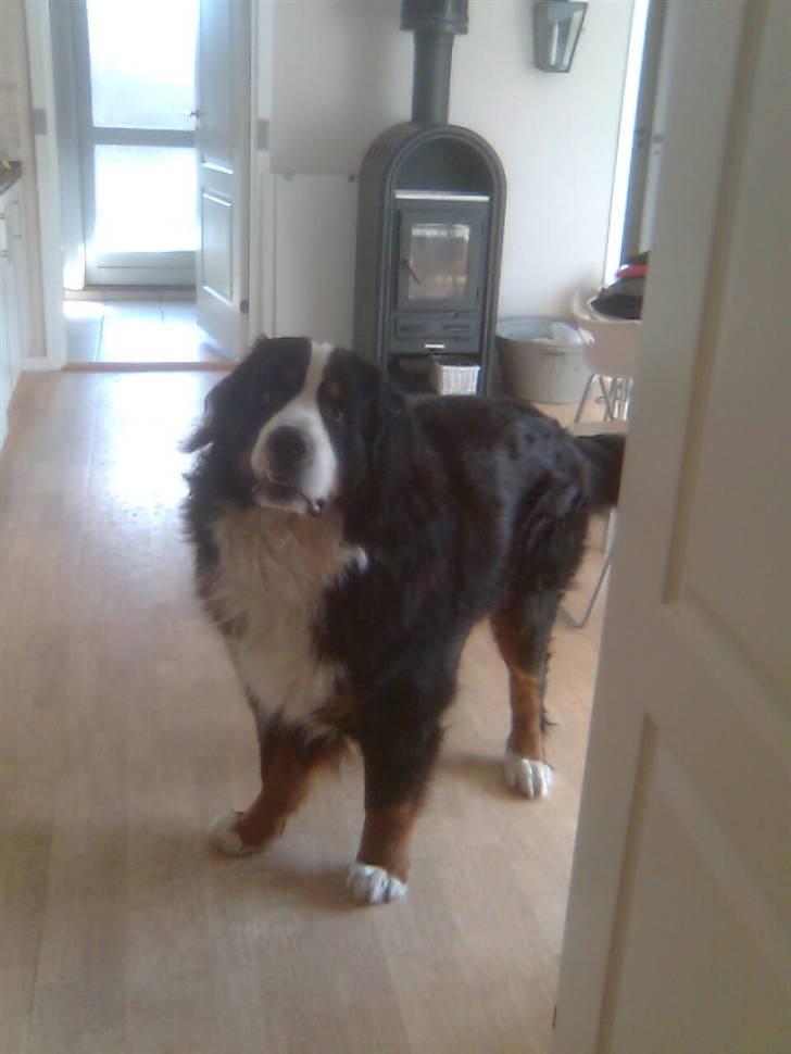 Berner sennenhund Hubert billede 8