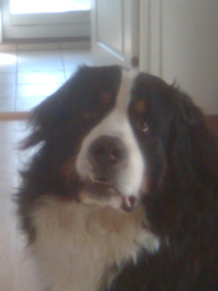 Berner sennenhund Hubert billede 9