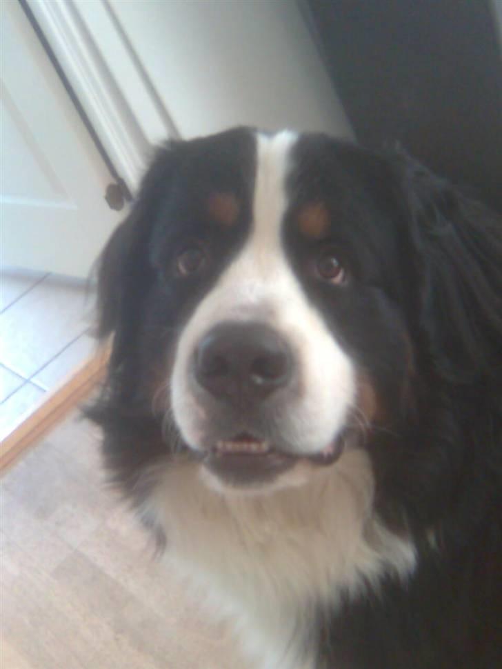 Berner sennenhund Hubert billede 10