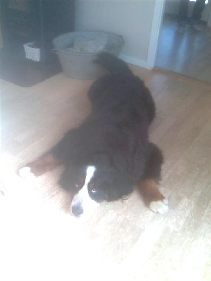 Berner sennenhund Hubert billede 11