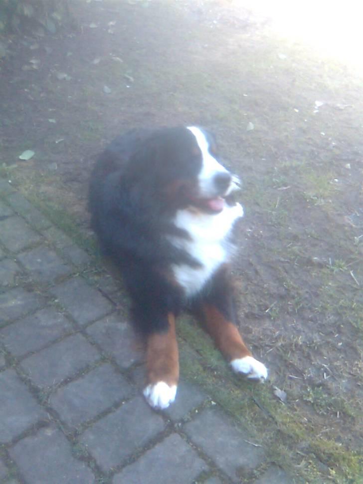 Berner sennenhund Hubert billede 12