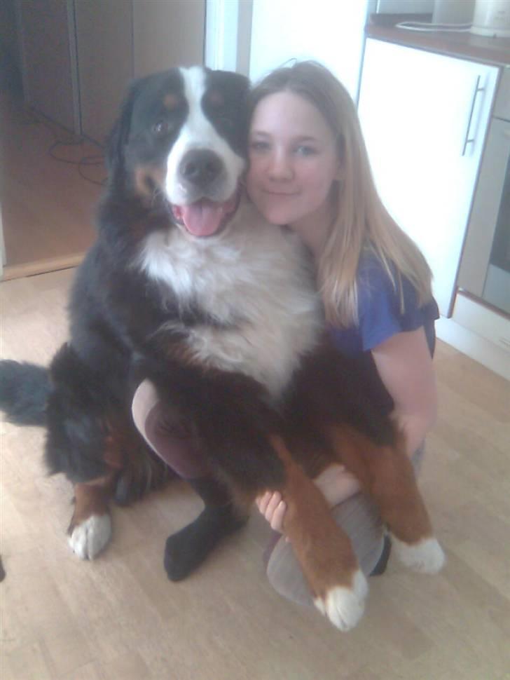 Berner sennenhund Hubert - hubert og jeg<3<3 billede 13