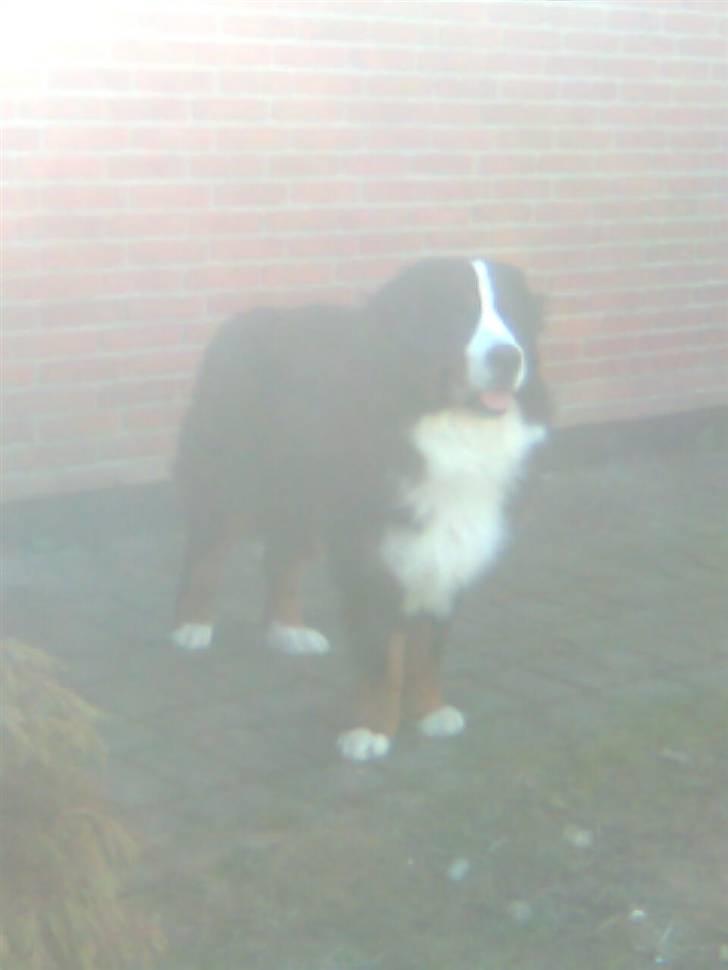 Berner sennenhund Hubert billede 14