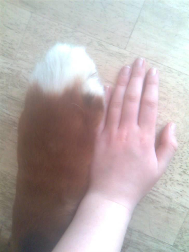 Berner sennenhund Hubert billede 15