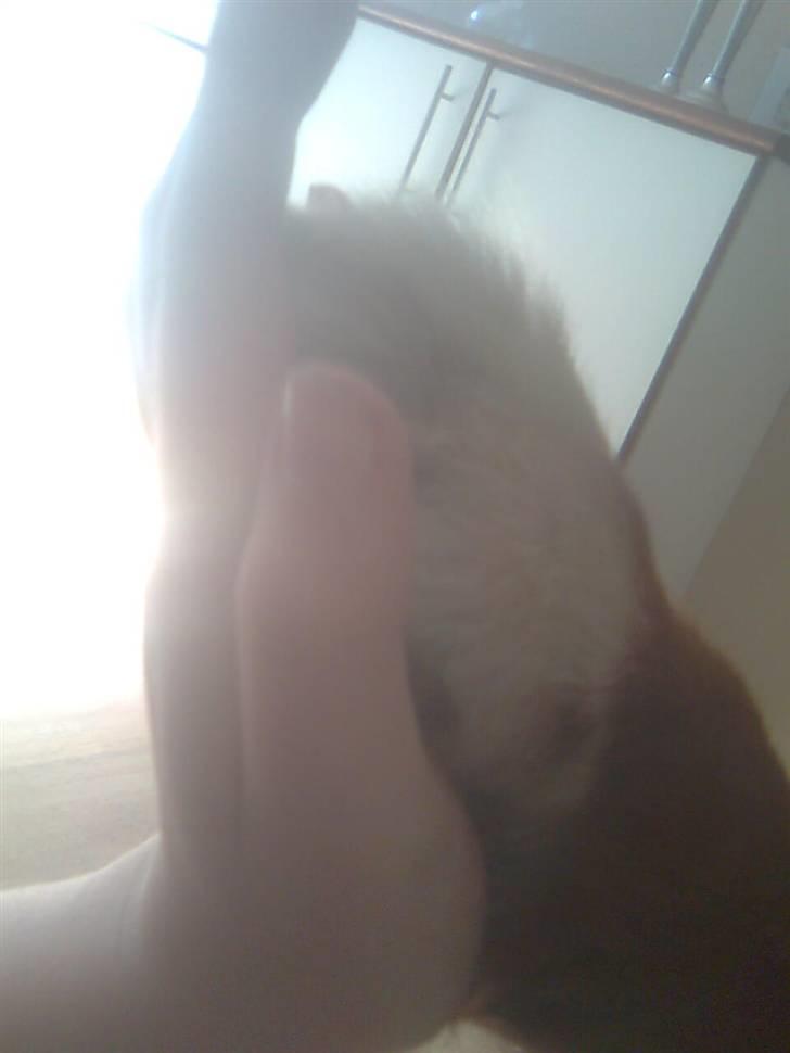 Berner sennenhund Hubert billede 16