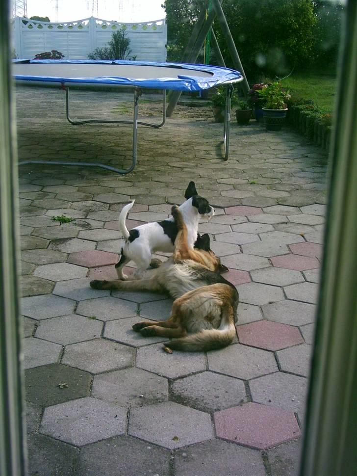 Schæferhund Leica - Leg, med min gamle ven Max (: billede 6