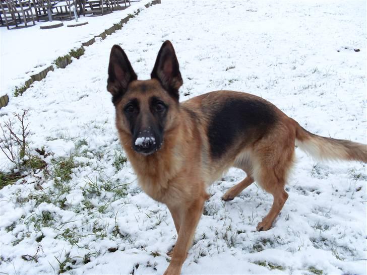 Schæferhund Leica - Sneee!!! Siger leica (; Nyest billede 11