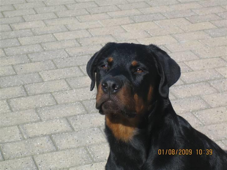 Rottweiler Baloo - Baloo 26 uger billede 1