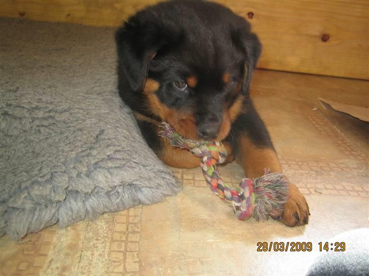 Rottweiler Baloo - Baloo 8 uger billede 2