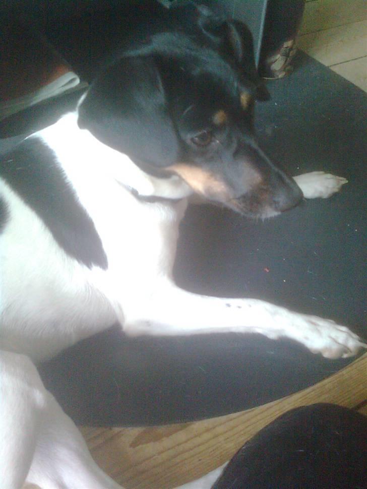 Dansk svensk gaardhund MILLE - Her ligger jeg så. hehe.=: billede 2