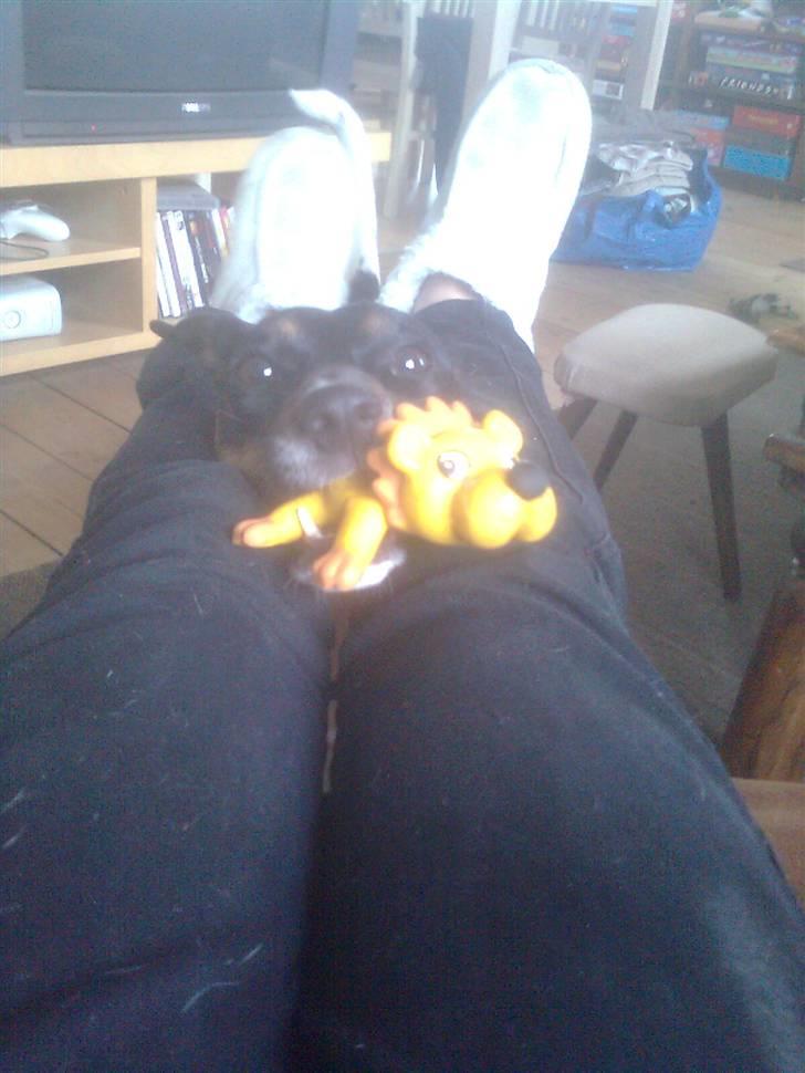 Dansk svensk gaardhund MILLE - heeeeeeeeeeeeeeeeejjjjjjjjjj. billede 3