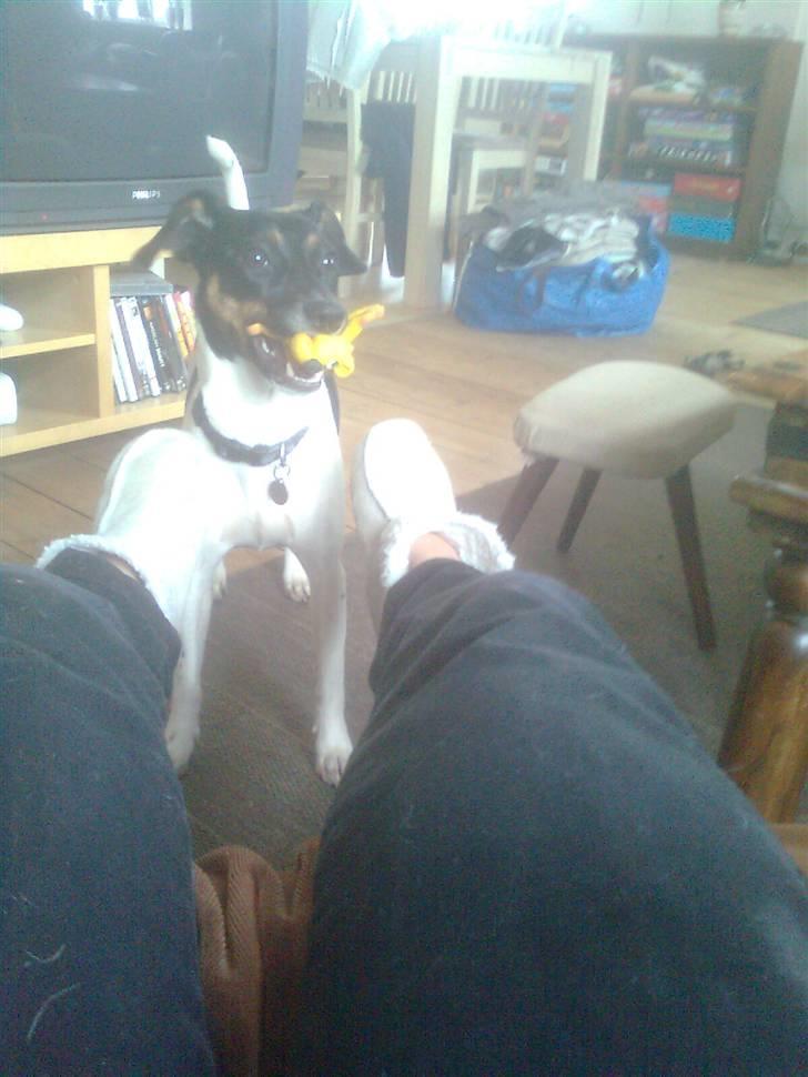 Dansk svensk gaardhund MILLE - Se på mig jeg elsker at lege med min løve. billede 4