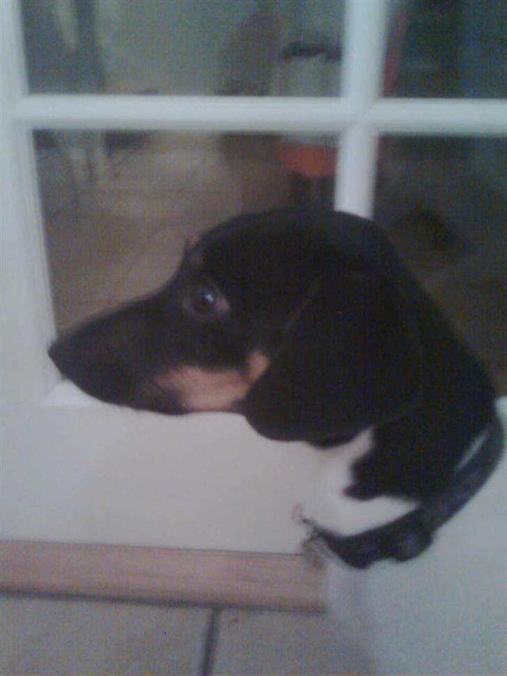 Dansk svensk gaardhund MILLE - der er mit hovde. hahahahahahaha.#** billede 5