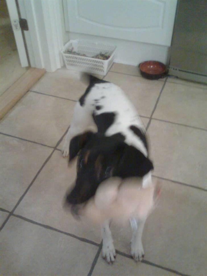 Dansk svensk gaardhund MILLE - dav. det mig der er mille. billede 6