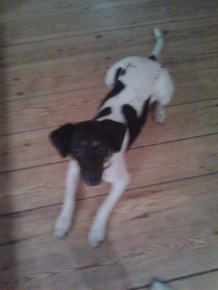 Dansk svensk gaardhund MILLE - Synes du ikke også jjeg ser sød ud. billede 7