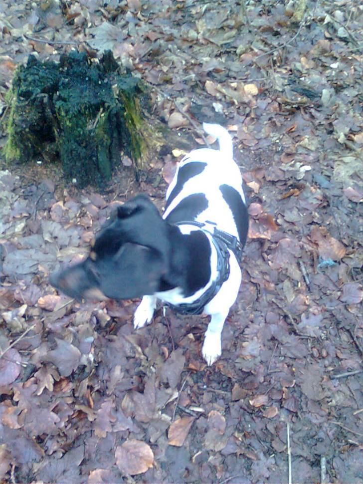 Dansk svensk gaardhund MILLE - Så er jeg i skoven det elsker jeg. billede 8