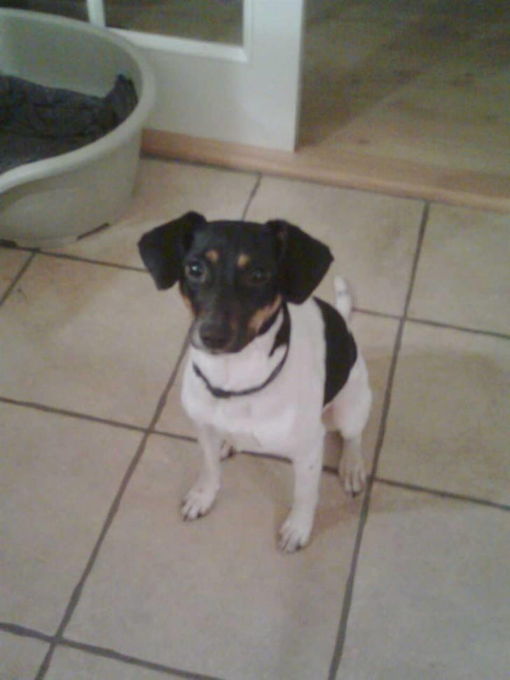 Dansk svensk gaardhund MILLE - HEJ MED DIG. billede 9