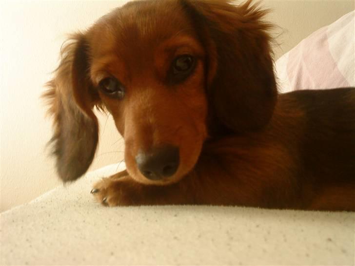 Dværggravhund Zowie - Zowie på stranden billede 1