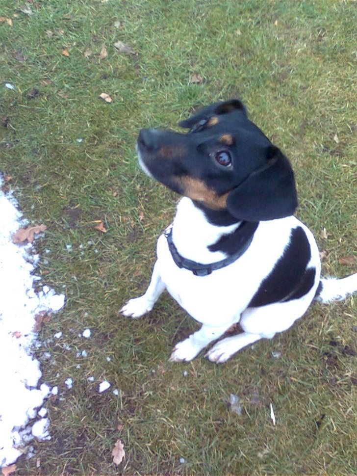 Dansk svensk gaardhund MILLE - EEEjjjjj..... hvor er der mange skyer på himlen i dag. billede 10