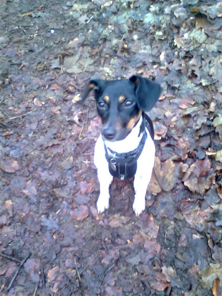 Dansk svensk gaardhund MILLE - Se. når vi er i skoven så plejer vi altid at lege med pene. Men du kan se at det gør vi ikke nu. ØØØØØØØØØØØØØØVVVVVVV billede 11