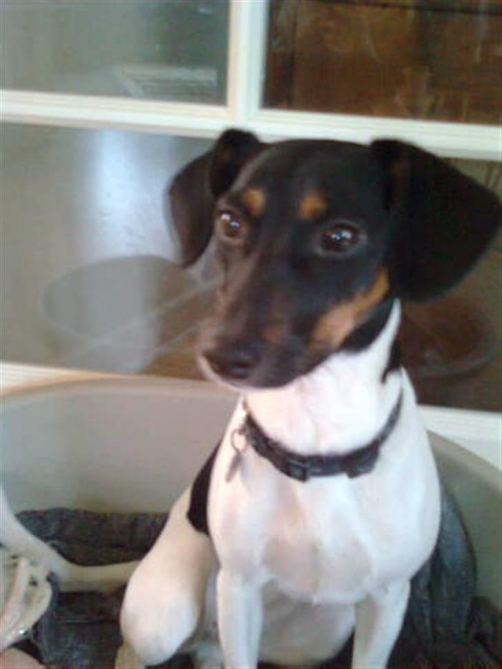 Dansk svensk gaardhund MILLE - Jeg elsker nær billeder af mig selv. billede 12