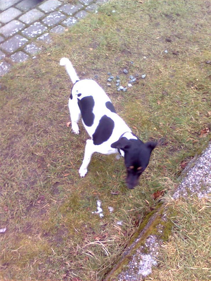 Dansk svensk gaardhund MILLE - Så vender vi i fuld fart. billede 13