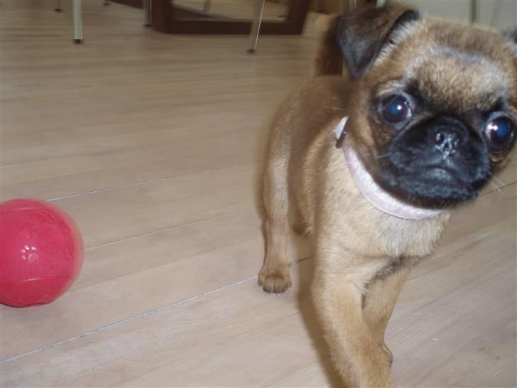 Blanding af racer Oda billede 17