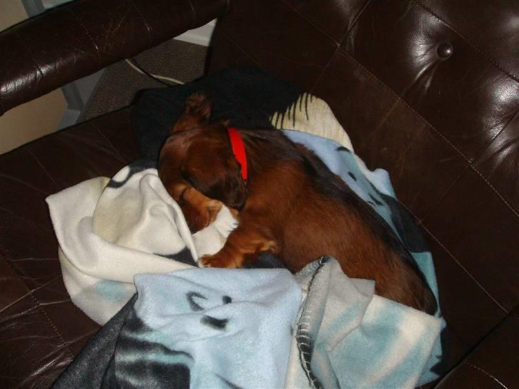 Dværggravhund Zowie - En lille lur er vel altid go ;) billede 2