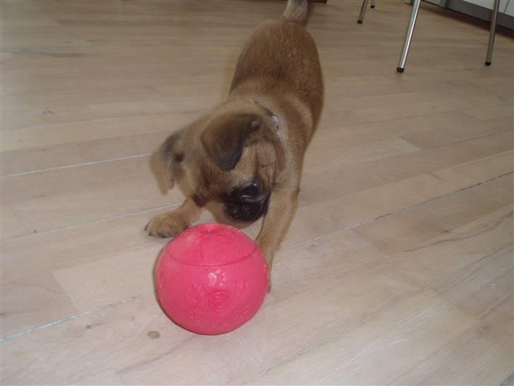 Blanding af racer Oda billede 18