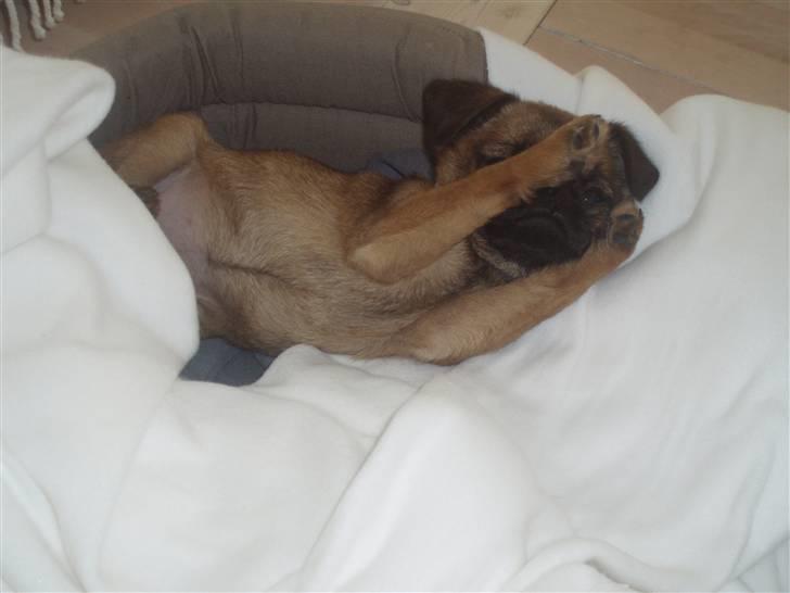 Blanding af racer Oda billede 19