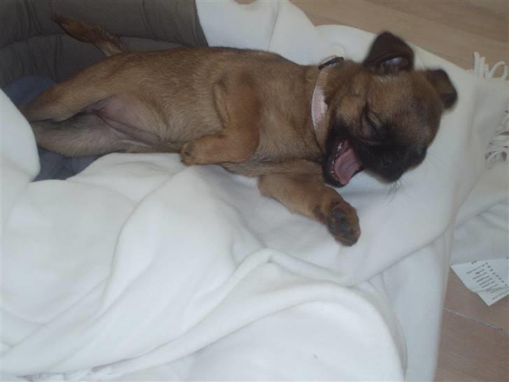 Blanding af racer Oda billede 20