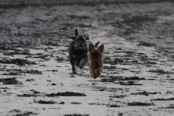 Griffon bruxellois Eddie - Eddie flyyyyver!!! ;o) billede 18