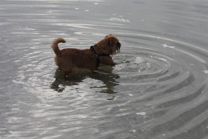 Griffon bruxellois Eddie - Meget forsigtigt går det, men det er også koldt. Vi skriver  d.26.3.2009 billede 19