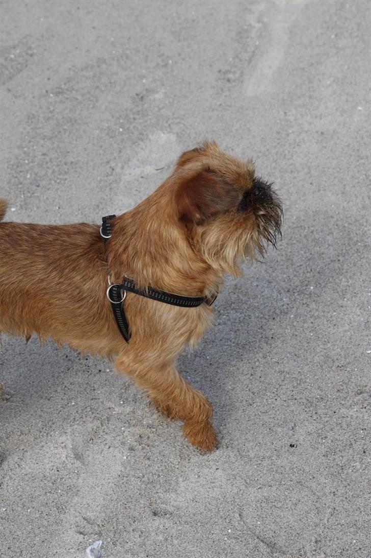 Griffon bruxellois Eddie billede 20