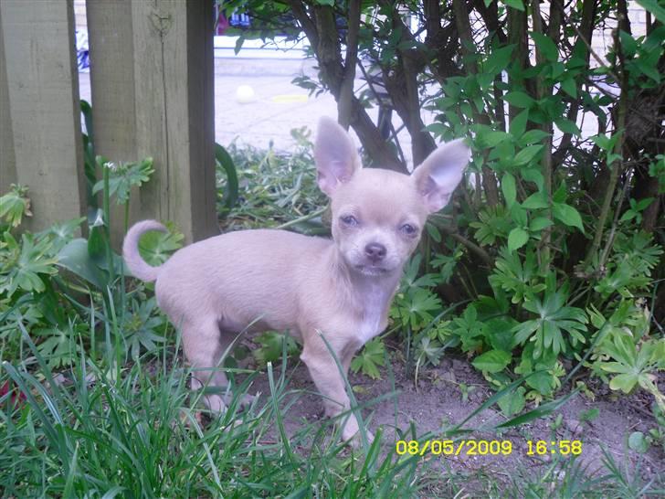 Chihuahua Diva - Smukke Diva billede 1