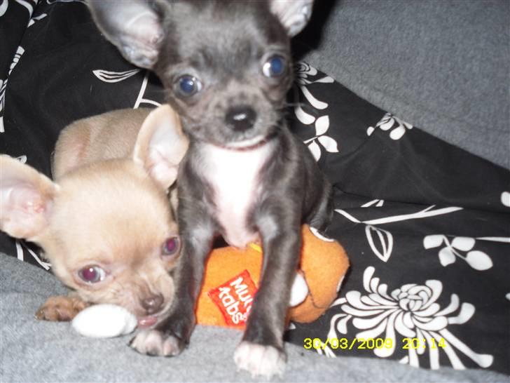 Chihuahua Diva billede 2