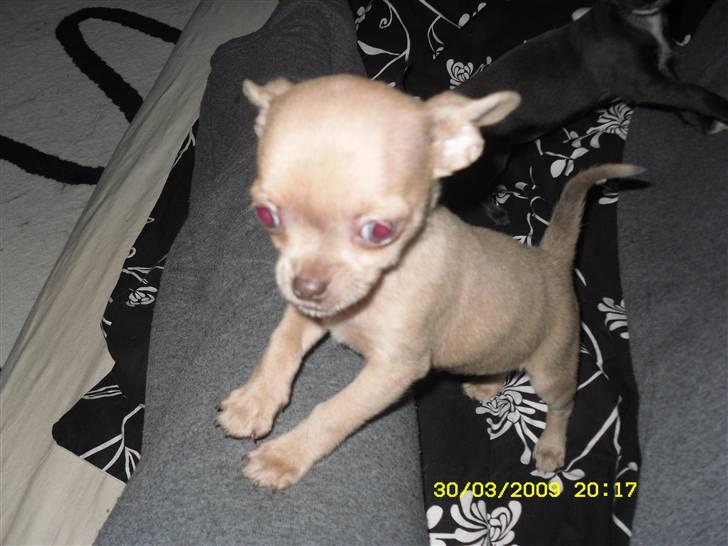 Chihuahua Diva billede 3