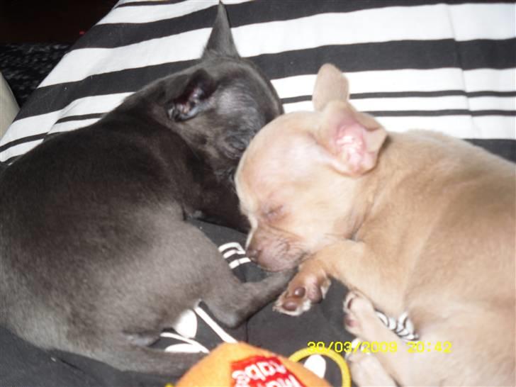 Chihuahua Diva billede 4