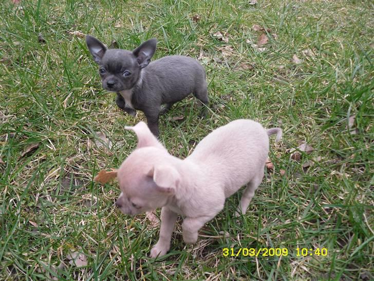 Chihuahua Diva billede 5