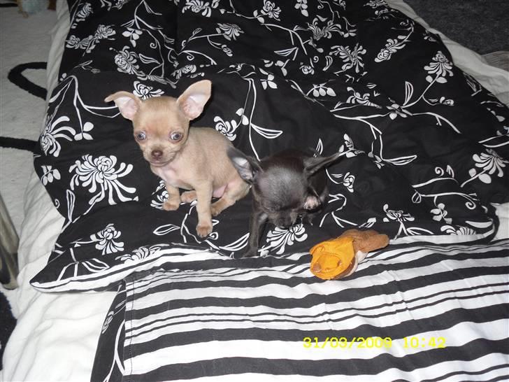 Chihuahua Diva billede 6